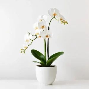 Elegant Orchid Display